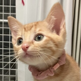 とっても人懐っこい茶トラのぐり君❣️