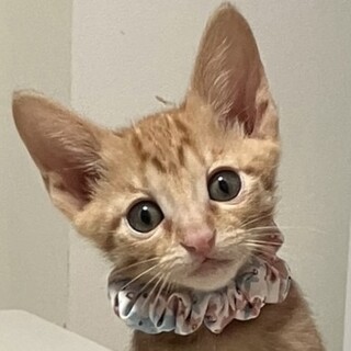 元気いっぱい！懐っこい茶トラのぐら君❣️