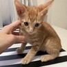 元気いっぱい！懐っこい茶トラのぐら君❣️ サムネイル2