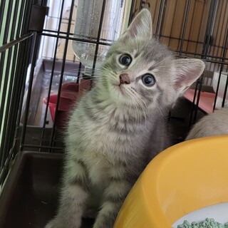 6/25さいたま市譲渡会　はづき君　★譲渡会限定★