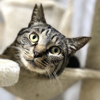 甘えんぼお膝猫シュウくん！