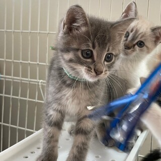 6/25さいた譲渡会　むつき君　★譲渡会限定★