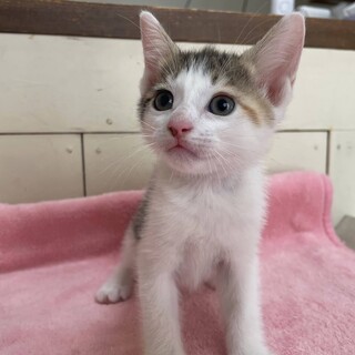 里親決定。アテナちゃん