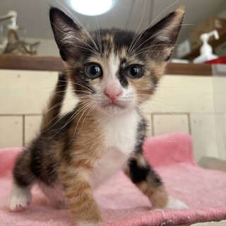 里親決定。メロディちゃん