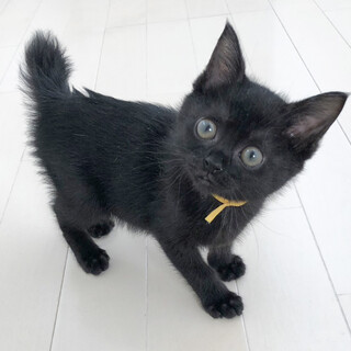 ボブテールとっても可愛い黒猫女子❤️みかん