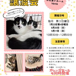 保護猫の譲渡会