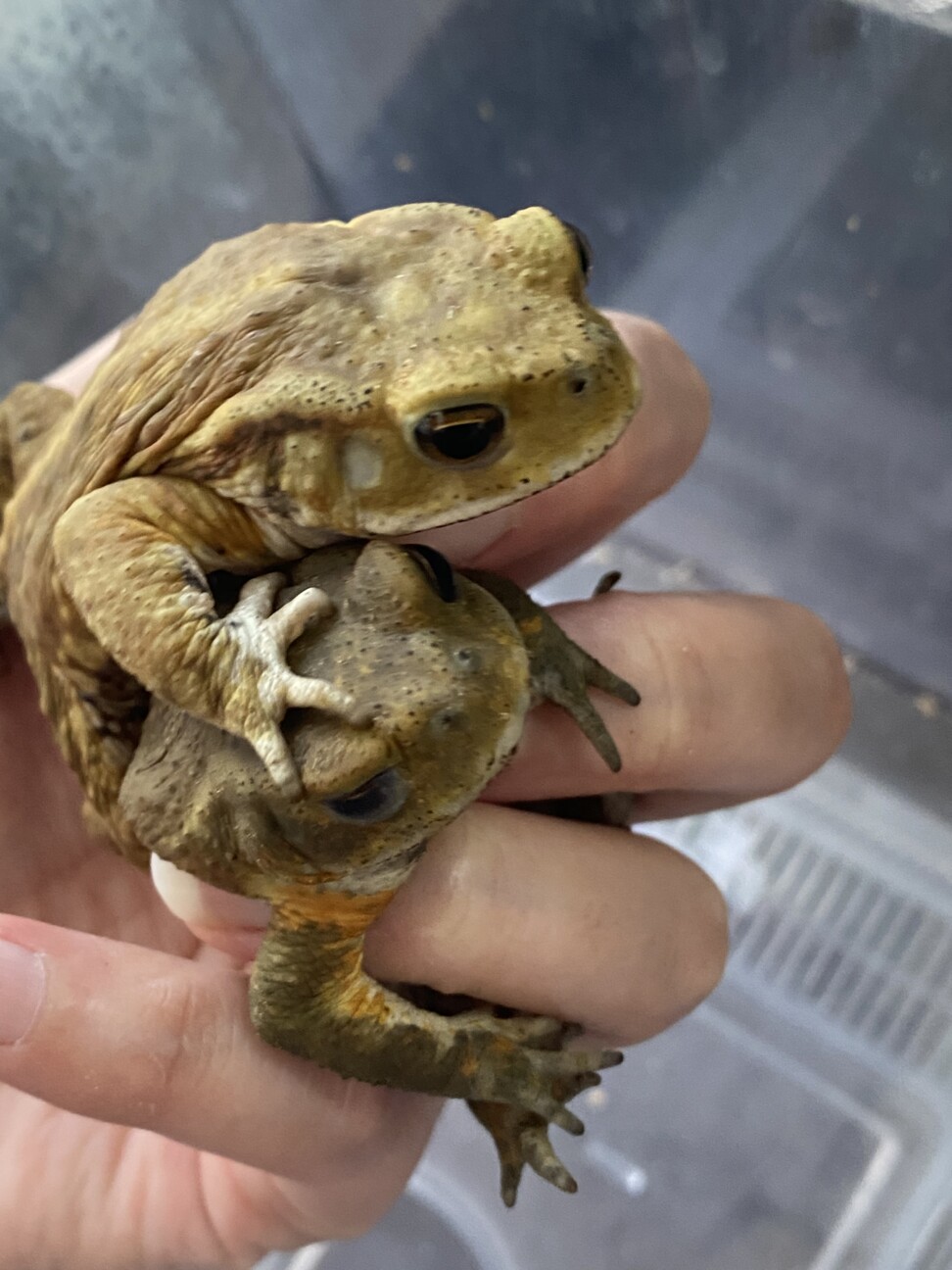 ミヤコヒキガエル 2匹」大阪府 - 爬虫類・他の里親募集(459193) 3枚目