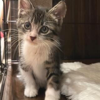 ♡子猫のあられくん♡