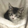 ♡子猫のあられくん♡ サムネイル2
