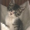 ♡子猫のあられくん♡ サムネイル3