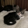 ♡子猫のあられくん♡ サムネイル5