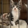 ♡子猫のあられくん♡ サムネイル7