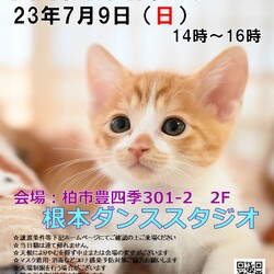 【柏市】7/9（日）根本ダンススタジオ保護猫譲渡会 サムネイル1