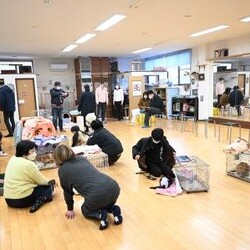 【柏市】7/9（日）根本ダンススタジオ保護猫譲渡会 サムネイル2