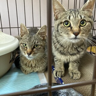【事情により急募】保護猫姉妹です。