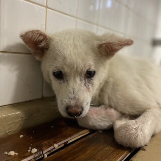 処分対象です。収容期限6/22迄