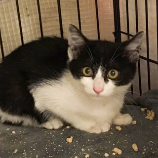 Help！ゴロスリツンデレデレ❤️白黒ハチワレ