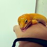 ペロリンチョ