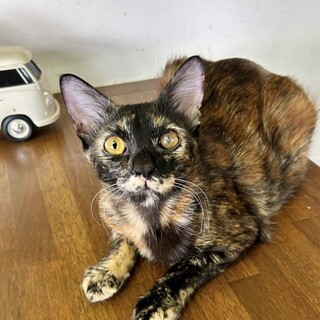 【とっても甘えん坊なお嬢さん】サビ猫の風子ちゃん