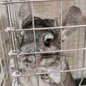 全国　チンチラくん里親募集