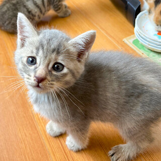 珍しいパステルサビ❤️コロコロ女子グレコ