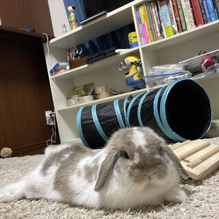 急募　血統書付き　ホーランドロップ 女の子　