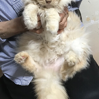 優しいりゅうくん♪ 立派な長毛の穏やかな茶トラです