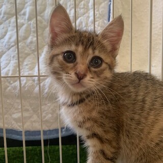 大きなお目目のきじサビ 霧雨ちゃん