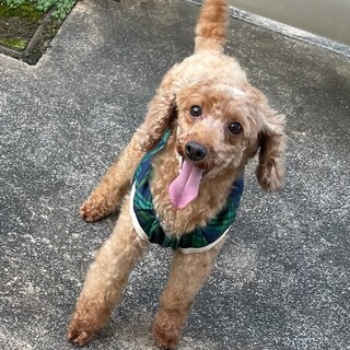 プードルの女の子里親募集します!!