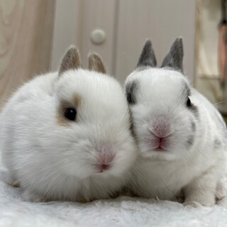 生後1ヶ月　手のひらサイズの子ウサギちゃん