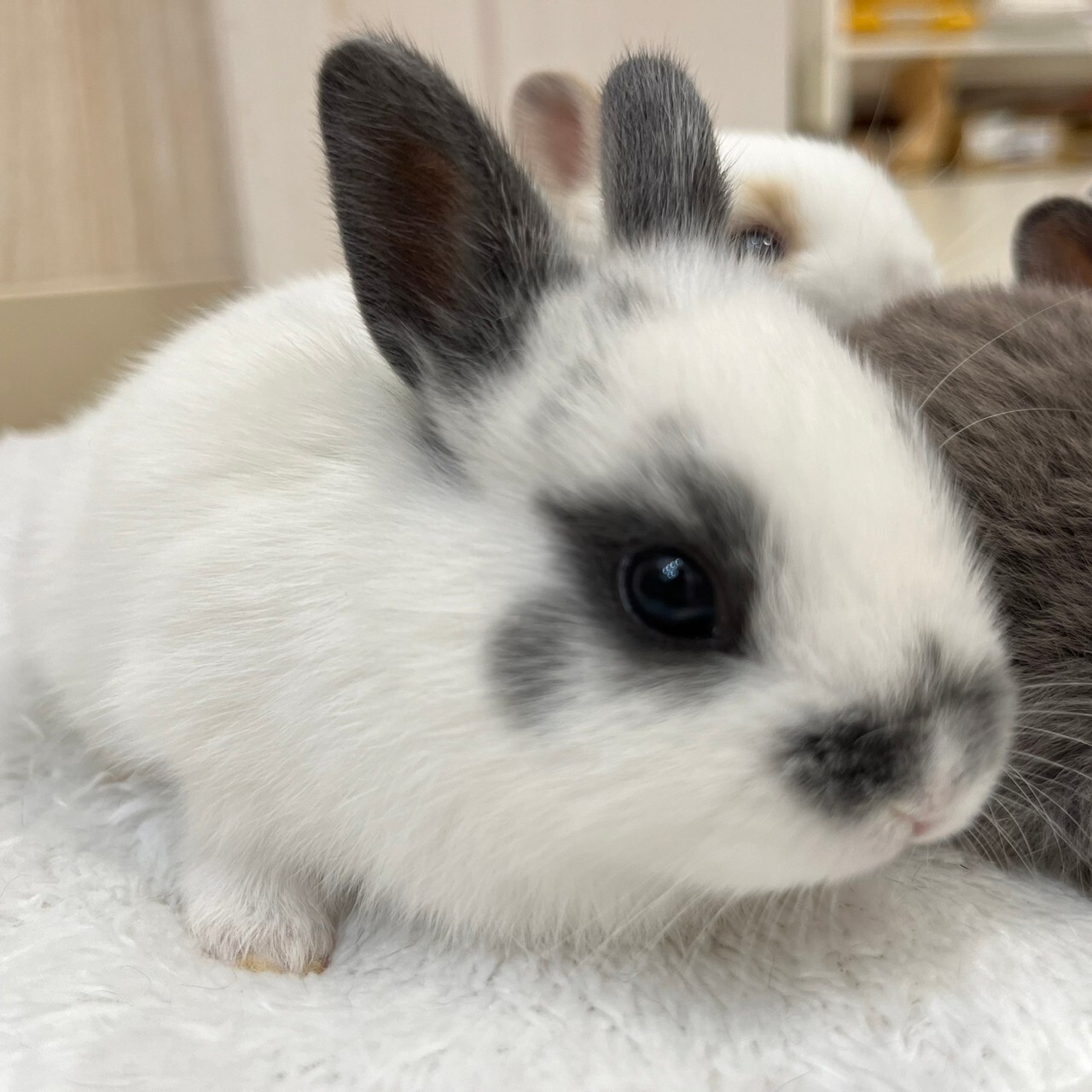 うさぎの手のひら 手のひらサイズ いちごミルクうさぎ アートドール