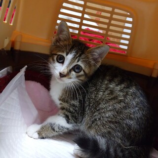 10月1日★堺市里親会★タミー