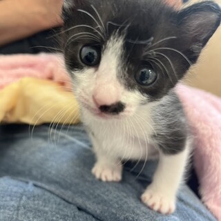 福岡：動物病院発！　ミルボラ出身　ぽんつくくん