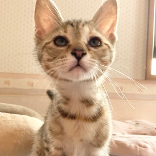 天真爛漫、麦わらの可愛い女の子