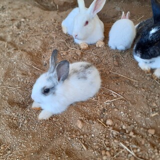 ふわふわ子ウサギ