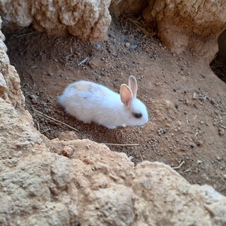 ふわふわ子ウサギ