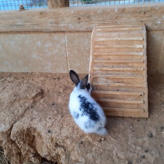 ふわふわ子ウサギ