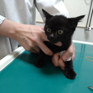 食いしん坊★オレオ★キリっとしたお顔