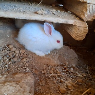 ふわふわ子ウサギ