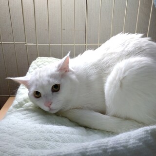 ストリート出身★ハク★真っ白ふわふわボーイ