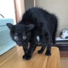 今日は祖母の家の猫とご対面！ザ威嚇！