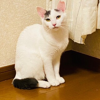 白グレーのハチワレ★サラちゃん