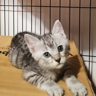 ☆きれいなグレー子猫のれいれい☆