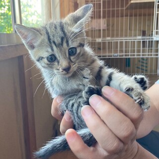 人大好き❤️コロコロキジトラ男子
