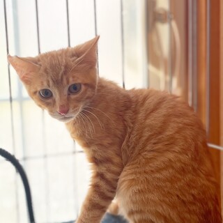 鮮やかなオレンジがとっても綺麗♪チャッピーくん♡