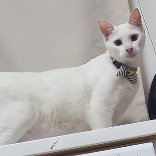 人も猫も大丈夫。ふみふみ大人猫です。