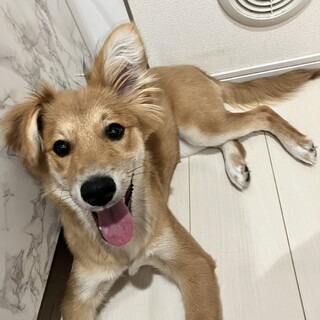 譲ります