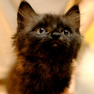 あんばぁ♡家族ができました