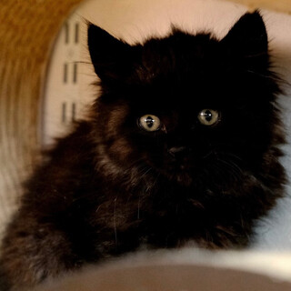 ぎねす♡家族ができました