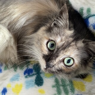 白サビ女の子です❤️